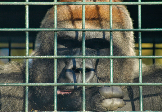 A large gorilla looking out of the bars of its cage