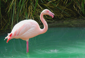 A single pink flamingo stood in a clear blue pool
