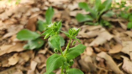 Chickweed (Stellaria media), an annual plant of the Caryophyllaceae family, is native to Eurasia. It thrives globally, often as a weed or grown for salads and poultry feed.