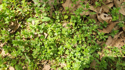 Chickweed (Stellaria media), an annual plant of the Caryophyllaceae family, is native to Eurasia. It thrives globally, often as a weed or grown for salads and poultry feed.