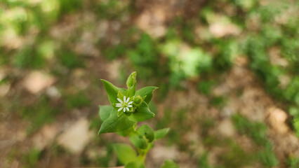 Chickweed (Stellaria media), an annual plant of the Caryophyllaceae family, is native to Eurasia. It thrives globally, often as a weed or grown for salads and poultry feed.
