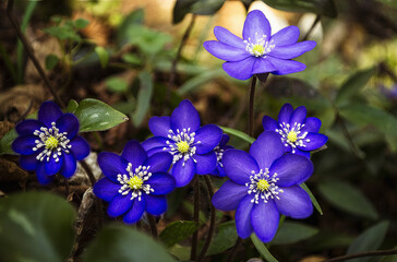 Hepatica nobilis commonly known as the trinity herb, American anemone is a small, spring herbaceous plant belonging to the Ranunculaceae family.
