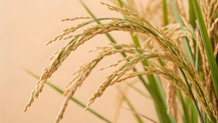 Golden rice grains sway gently in breeze, showcasing beauty of modern agriculture and hybrid varieties