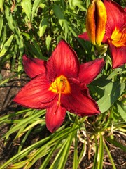 red lily flower outdoors in nature