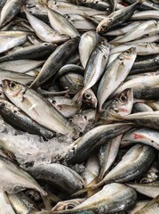 fresh fish on ice
