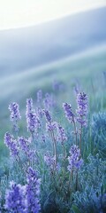 Obraz premium Delicate wildflowers in morning light