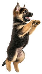 Obraz premium PNG German Shepherd puppy jumping shepherd animal german.