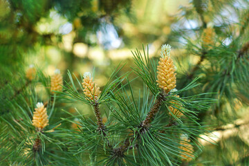 Pine buds in the spring. Bloomed pine branches. Young pine cone