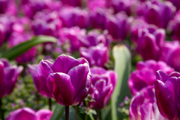 꽃 축제 이야기