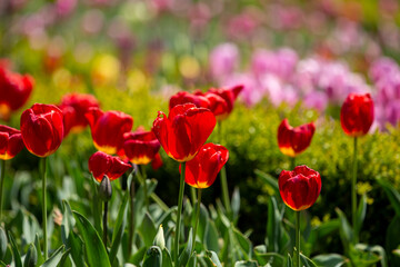 Obraz premium 아침 고요의 이야기