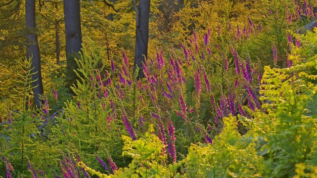 Rote Fingerhut, Digitalis purpurea, Wald, Sommer, Schlossau, Mudau, Odenwald, Baden-W&uuml;rttemberg, Deutschland, Europa