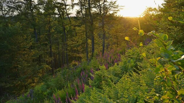 Rote Fingerhut, Digitalis purpurea, Wald, Sommer, Schlossau, Mudau, Odenwald, Baden-W&uuml;rttemberg, Deutschland, Europa