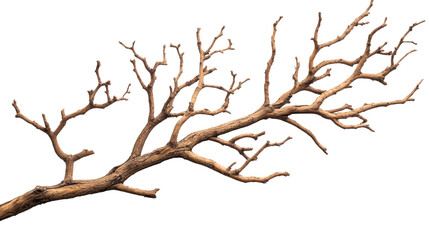 Bare tree branch, brown dry wood texture, nature detail, cut out transparent