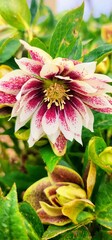 Helleborous North Star Ruby Heart Garden Flower Early Spring 