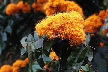 Yellow Ashok Tree (Saraca thaipingensis) in full blooms	