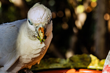 Close-up of a beautiful white parrot's beak stained with fruit after eating