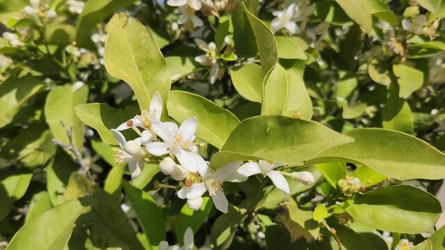 The unique essence of bitter orange trees' white blossoms offers an elixir that seems to invite people to love, filling the streets of Mediterranean cities in April