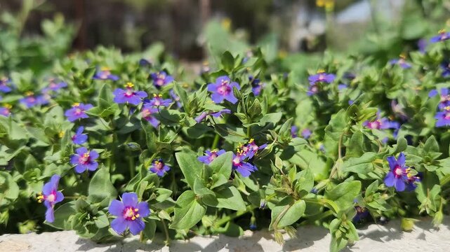 Lysimachia monelli, the blue pimpernel or garden pimpernel is a species of flowering plant in the family Primulaceae, native to the Mediterranean region