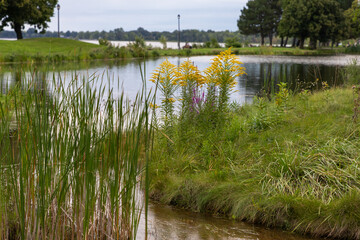 Pond in the park in summer. Creek in Andrew Haydon Park in Ottawa, Canada.