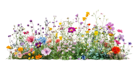PNG Colorful flower bush flowers outdoors colorful.