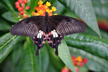Fototapeta premium Schmetterling