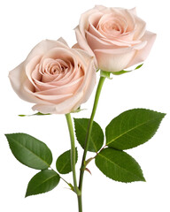 Fototapeta premium elegant light pink rose flowers with green leaves isolated on transparent background, romantic floral bouquet for love, wedding or design decor