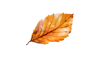 A completely transparent and isolated background optimized for digital stock images, ensuring seamless integration with various graphic designs and product mockups.