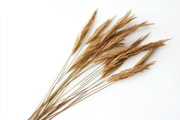 Bright Closeup of Fresh Phragmites on White Background - A Culinary Herbal Ingredient from Common Flora