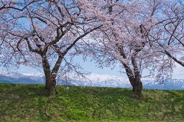 春満開のあさひ舟川 舟川べり桜並木見上げると青空と白い雲と雪をかぶった北アルプスの山々