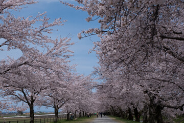 春満開のあさひ舟川 舟川べり桜並木見上げると青空と白い雲