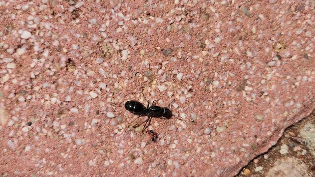 Queen of the Messor capitatus is an ant species part of the genus Messor. This genus includes about 40 specialized species that are found in dry areas of Mediterranean countries