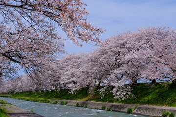 春満開のあさひ舟川 舟川べり桜並木見上げると青空と白い雲