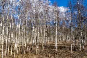 Vast Birch Tree Forest on Gentle Slope in Early Spring – Natural Order, Woodland Perspective and Northern Landscape