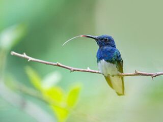 white-necked jacobin hummingbird