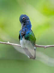 white-necked jacobin hummingbird