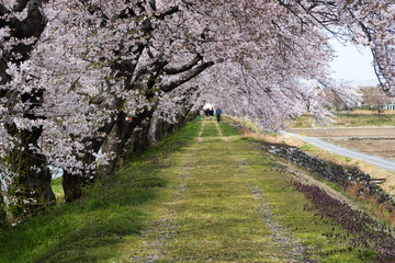 春満開のあさひ舟川 舟川べり桜並木