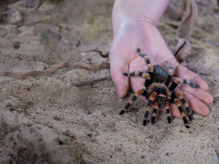 Fototapete bei efototapeten.de bestellen   