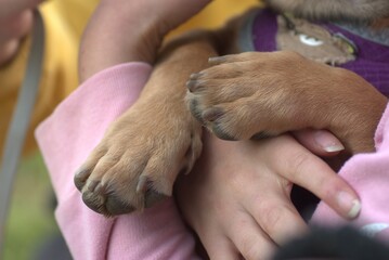 perro, mascota, animal, niño, chico, mujer, canino, amor, gente, cachorro, persona, niño, familia, mano, felinos, café, participación, par, mascota, animal