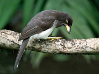 Brown Jay (psilorhinus morio)
