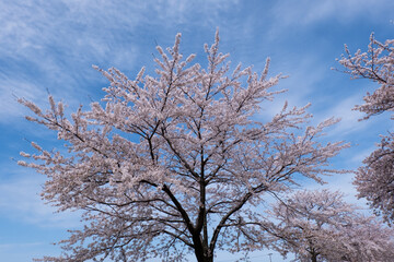 春満開のあさひ舟川 舟川べり桜並木見上げると青空と白い雲