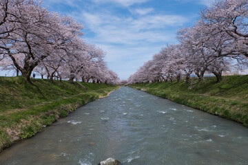春満開のあさひ舟川 舟川べり桜並木見上げると青空と白い雲