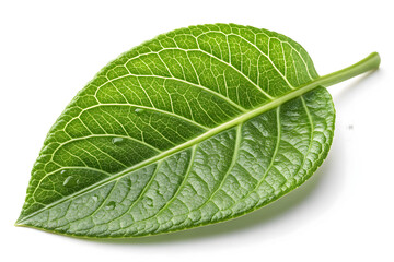 Obraz premium Close-up of a fresh green leaf isolated on white background