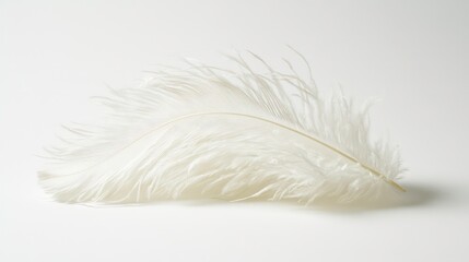 Delicate white feather rests gently on plain white surface. Feather soft texture, elegant shape highlighted by pure white background. Simple composition, soft light create peaceful aesthetic. Single