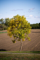 Baum vor Ackerfeld