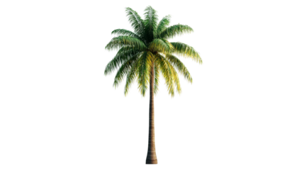 Palm tree with yellow and green leaves on black, cut out transparent