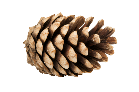 Detailed pine cone with intricate scales, neutral color palette, cut out transparent