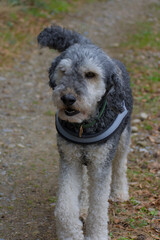 Fototapeta premium Experience nature's allure with this enchanting poodle set against a lush forest backdrop. Its graceful, gray and white coat radiates natural elegance and charm.