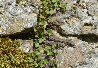 Two wall lizards sitting on the stone wall