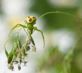Close-up of a small crab spider (Ebrechtella tricuspidata) sitting on the herb