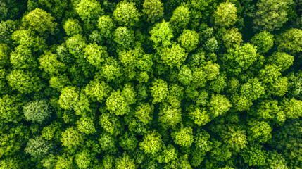 Naklejka premium Lush Green Pine Forest in Sunlight – Serene Nature Landscape